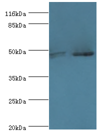 MAPK9 Polyclonal Antibody