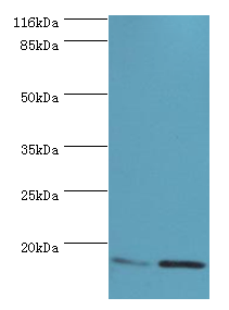 MMGT1 Polyclonal Antibody