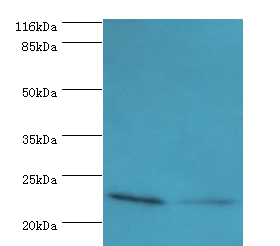 MTHFS Polyclonal Antibody