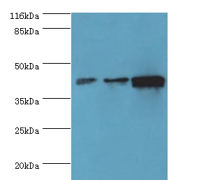 PPME1 Polyclonal Antibody