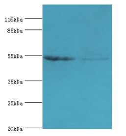 SLC2A4 Polyclonal Antibody