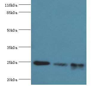 TFAM Polyclonal Antibody