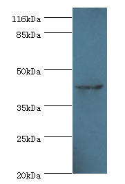 USP12 Polyclonal Antibody