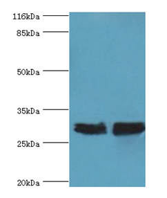 YWHAE Polyclonal Antibody