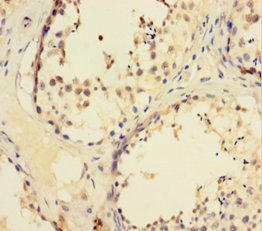 Immunohistochemistry of paraffin-embedded human testis tissue at dilution 1:100