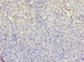 LYZ Polyclonal Antibody