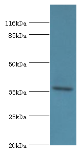 EIF3G Polyclonal Antibody