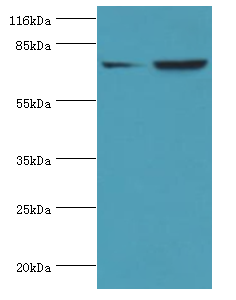 ACSL4 Polyclonal Antibody