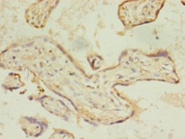 Immunohistochemistry of paraffin-embedded human placenta tissue at dilution 1:100