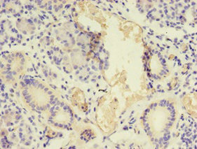 Immunohistochemistry of paraffin-embedded human pancreas tissue using NPPB Polyclonal Antibody at dilution 1:100