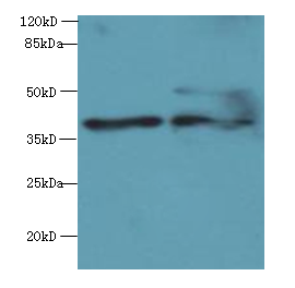 DNAJB4 Polyclonal Antibody