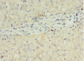 FGF2 Polyclonal Antibody