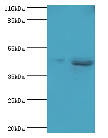 SKP2 Polyclonal Antibody