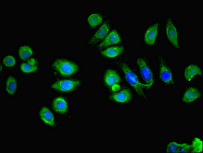 Immunofluorescent analysis of A549 cells cells using LY6E Polyclonal Antibody at a dilution of 1:100 and Alexa Fluor 488-congugated AffiniPure Goat Anti-Rabbit IgG (H+L)