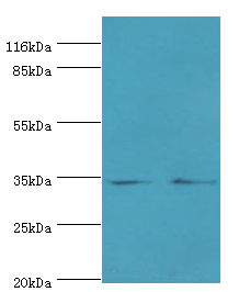 EBP Polyclonal Antibody