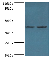 GFOD2 Polyclonal Antibody