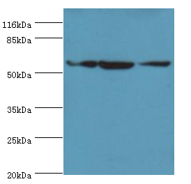 ATL3 Polyclonal Antibody