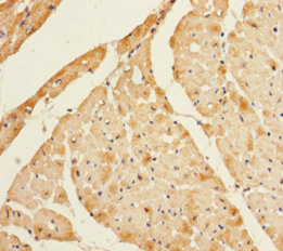LYZL1 Polyclonal Antibody
