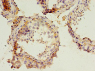 Immunohistochemistry of paraffin-embedded human testis using PARD3 Polyclonal Antibody at dilution 1:100