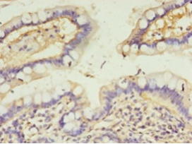 CALML4 Polyclonal Antibody