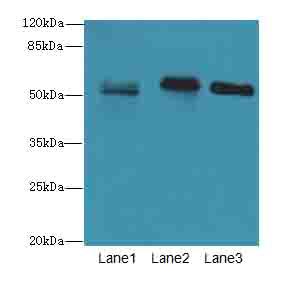 PLD4 Polyclonal Antibody