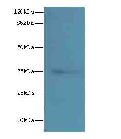 OXNAD1 Polyclonal Antibody
