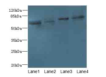 CEP63 Polyclonal Antibody