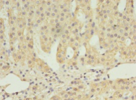 Immunohistochemistry of paraffin-embedded human adrenal gland using SCARB1 Polyclonal Antibody at dilution 1:100