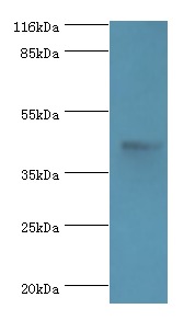 ATG4A Polyclonal Antibody