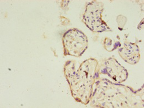 Immunohistochemistry of paraffin-embedded human placenta using RERG Polyclonal Antibody at dilution 1:100
