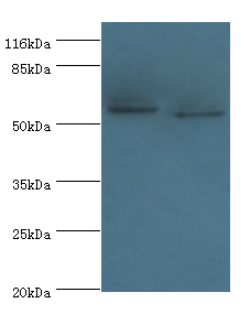 DCAF4 Polyclonal Antibody (100 µl)