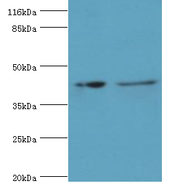 RNF133 Polyclonal Antibody