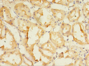 SPIRE2 Polyclonal Antibody