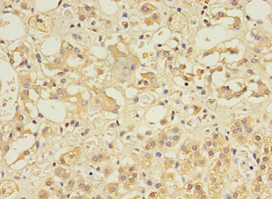 CCDC134 Polyclonal Antibody