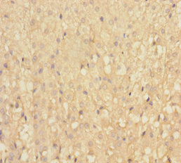 IFT22 Polyclonal Antibody