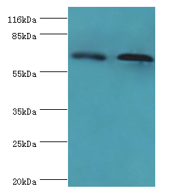 FLRT1 Polyclonal Antibody