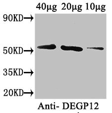 DEGP12 Polyclonal Antibody