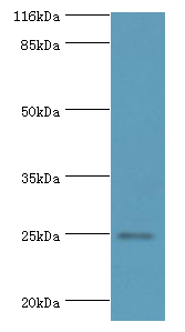 FGFBP2 Polyclonal Antibody