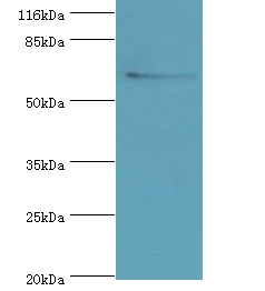 SLC13A4 Polyclonal Antibody