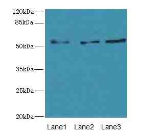 FZR1 Polyclonal Antibody