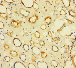 NIP7 Polyclonal Antibody