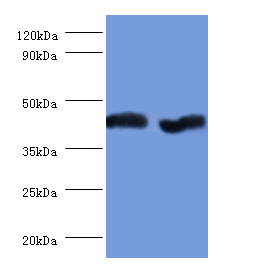 GOT2 Polyclonal Antibody