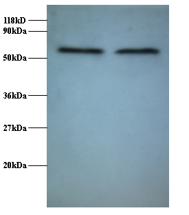 FUS Polyclonal Antibody