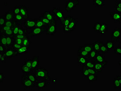 Immunofluorescent analysis of HepG2 cells using FUS Polyclonal Antibody at a dilution of 1:100 and Alexa Fluor 488-congugated AffiniPure Goat Anti-Rabbit IgG (H+L)