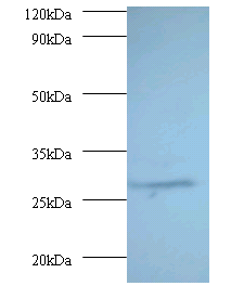 PSMA7 Polyclonal Antibody