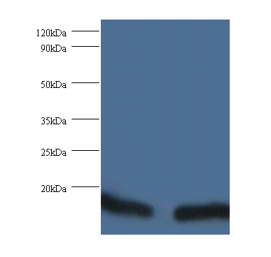 FKBP1A Polyclonal Antibody