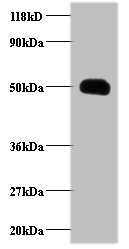 CCL2 Polyclonal Antibody