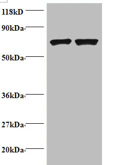 Histone H2B Type 1-C/E/F/G/I  Polyclonal Antibody