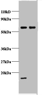 COX5B Polyclonal Antibody