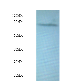 AFG3L2 Polyclonal Antibody